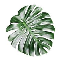 monstera lämnar isolerade mot vit bakgrund foto