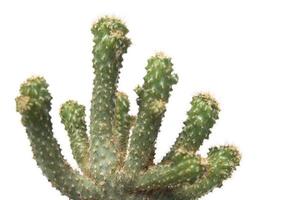 kaktus isolerad på vit bakgrund. foto
