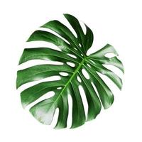 monstera lämnar isolerade mot vit bakgrund foto