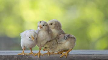 4 kycklingar på trägolv bakom naturlig suddig bakgrund foto