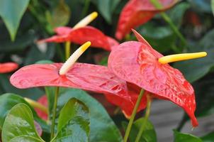 röd anthurium blomma foto