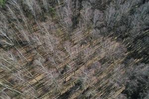 vårskog ovanifrån flygfotografering från en drönare foto