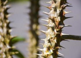 kaktusens vassa taggar och lätt mjuk foto