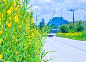 vägen för skönhet av gula blommor i södra thailand foto