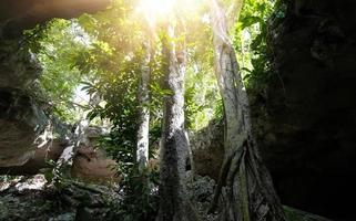 natursköna cenote casa tortuga nära tulum och playa del carmen, en populär turistattraktion för lokal och internationell turism foto