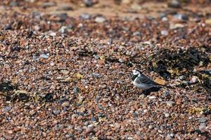 pied vispsvans på en strand foto