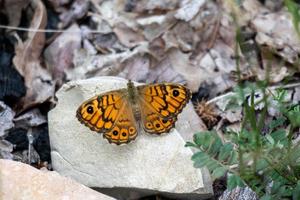 vägg brun fjäril vilar på en sten i solskenet foto