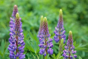 vilda lupiner som blommar vid en flod i Skottland foto