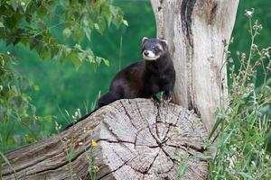 polecat färgad iller foto