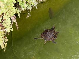 terrapin i vallgraven runt musikläktaren i tavira portugal foto