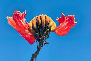 royal poinciana som blommar på teneriffa foto