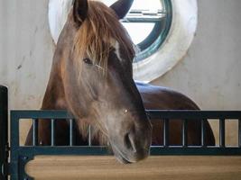 ronda, andalusien, spanien, 2014. häst i ett stall på en gård nära ronda, spanien den 8 maj 2014 foto
