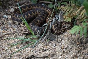 gemensam europeisk huggorm foto