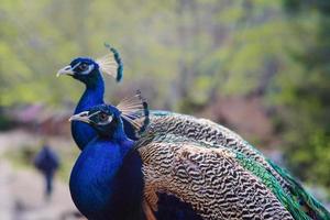 eleganta blå och gröna fåglar påfågel på natur bakgrund foto