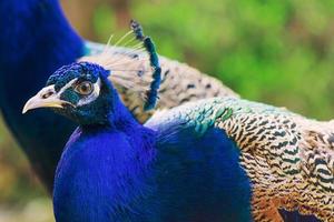 eleganta blå och gröna fåglar påfågel på natur bakgrund foto