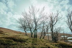 landskap av stor mysterium skog på våren i den molniga dagen foto