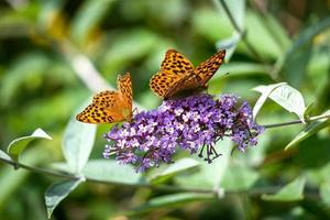 silvertvättad fritillary som matar på en buddleia foto