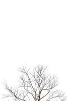 torra kvistar, torra träd på en vit bakgrund objekt koncept foto