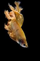 gult guld betta fisk, siamesisk kampfisk på svart bakgrund foto