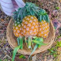 färska ananas, tropiska frukter i korg för försäljning på lantlig marknad. foto