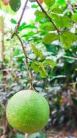 färsk pomelo hängande på trädet. säsongens frukt koncept. foto