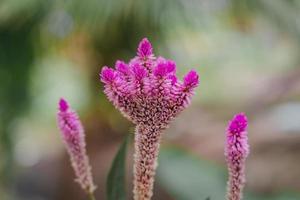 vackra rosa tuppkamblommor. rosa blommor. foto