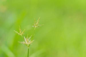liten gräs blomma med suddig bakgrund foto