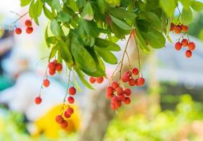 litchi på trädet, närbild av litchi frukt, färska litchi frukter foto