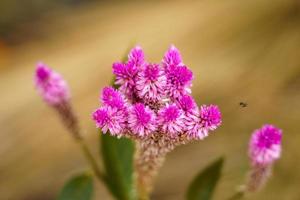 vackra rosa tuppkamblommor. rosa blommor. foto