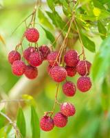 litchi på trädet, närbild av litchi frukt, färska litchi frukter foto