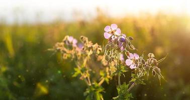 fält av vilda violetta blommor i gräset i solen. vårtid, sommartid, ekologi, lantligt naturliv, autenticitet, stugkärna. kopieringsutrymme foto