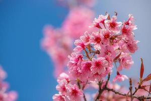 sakura eller körsbärsblombakgrund foto