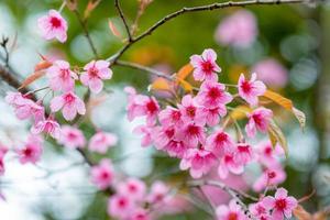 sakura eller körsbärsblombakgrund foto