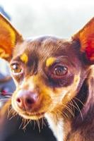 mycket glad och glad rysk toy terrier hund tulum mexico. foto