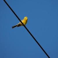 yellowhammer njuter av morgonsolen foto