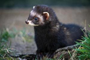 europeisk polecat närbild foto