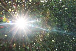 solens ljus genom trädet. foto