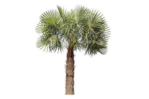 palm isolerad på en vit bakgrund. foto