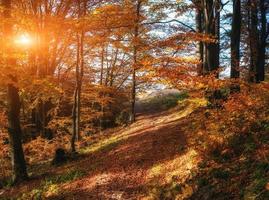 skogsväg på hösten foto