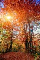 skogsväg på hösten