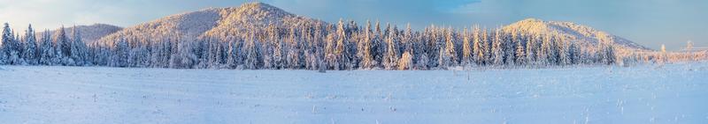 vinterlandskapsträd i frost foto