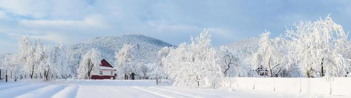 magisk vinter snö täckt träd foto