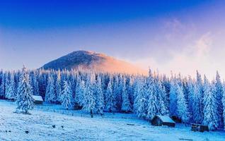 vinterlandskapsträd i frost foto