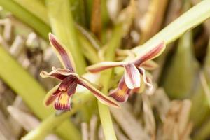 cymbidium aloifolium med utbredning av arter i Sydostasien. epifytisk orkidé är uppflugen i träden mer. foto