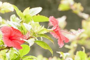 hibiskus är ett släkte av blommande växter i familjen malva, malvaceae. foto