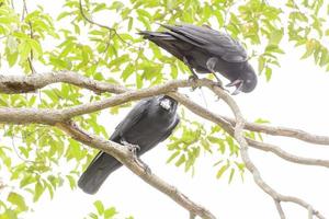 kråka eller korv är de svarta fåglarna som det flyger för att frigöra. foto