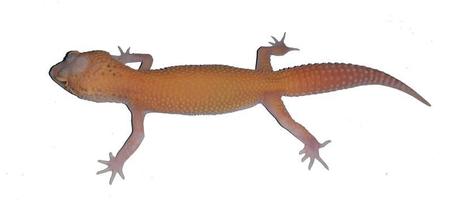 orange färg gecko foto