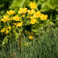 marsh ringblomma blommar på våren foto