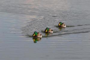 tre gräsänder hanar foto