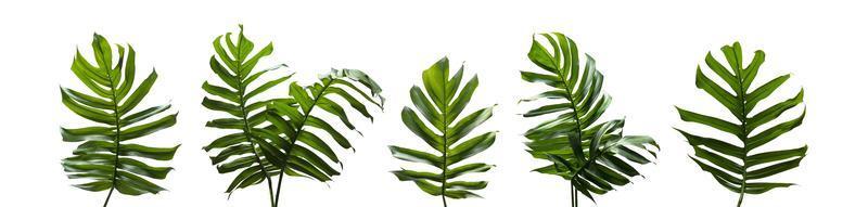 monstera miltiple, tropiska blad som isolerade på vit bakgrund, gröna blad av philodendron, regnskogsväxt. foto